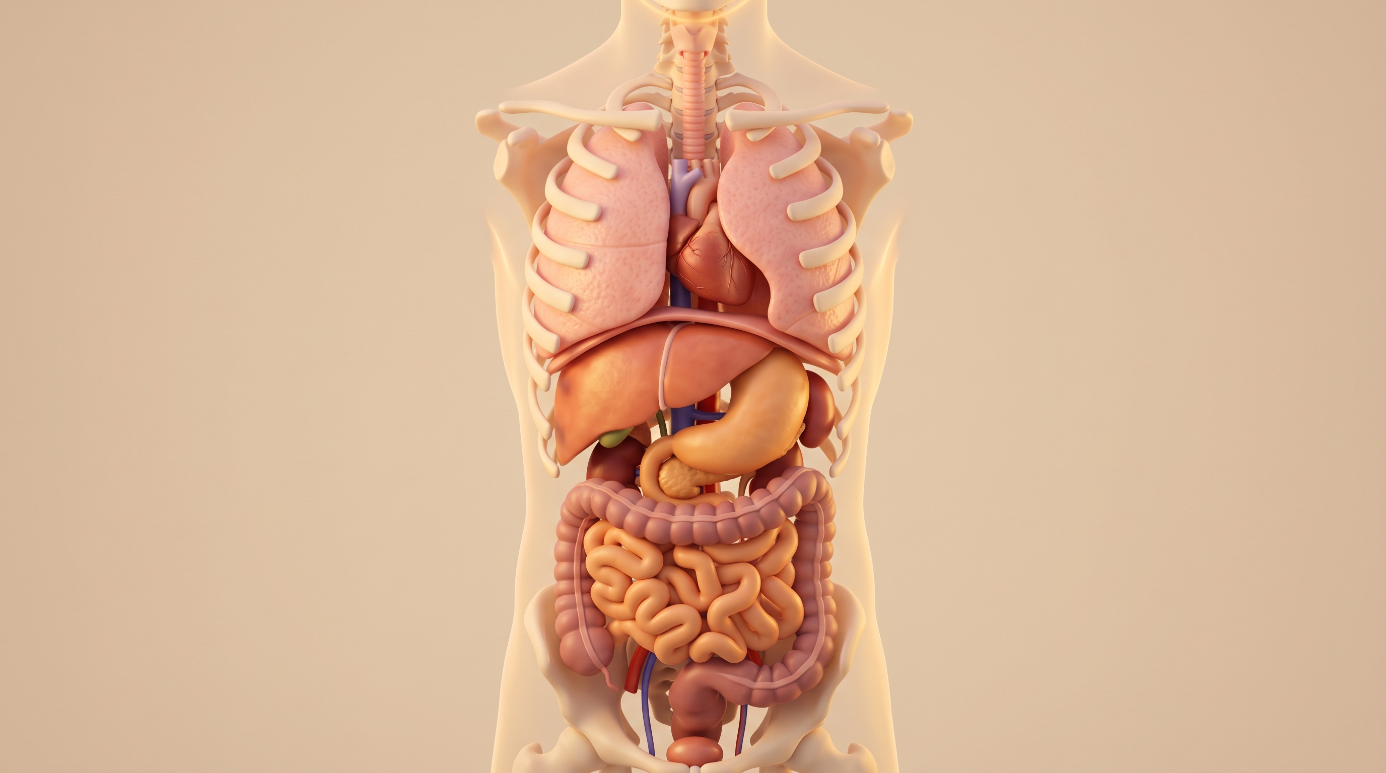 인체 장기 일러스트, 부드러운 3D 렌더링, 단순하고 깔끔한 구도 가운데 놓인 피사체, 따뜻한 황금빛, 차분한 분위기, 16:9 비율