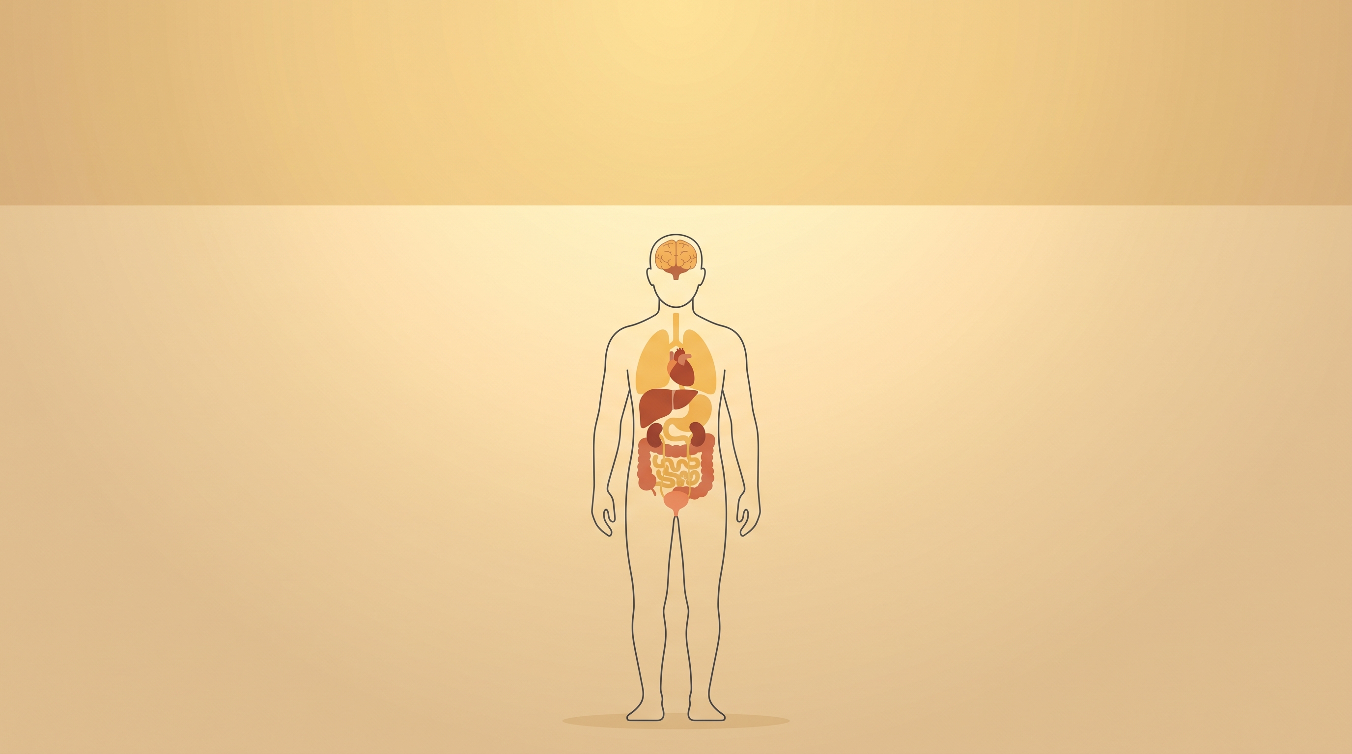 Minimal flat illustration of human anatomy illustration of internal organs, wide shot with open space at the top for text, warm golden light, calm mood, 16:9 aspect ratio
