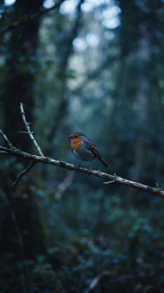 Cinematic film still of small bird on a branch, centered subject with a simple uncluttered composition, cool blue tones, quiet atmosphere, 9:16 aspect ratio