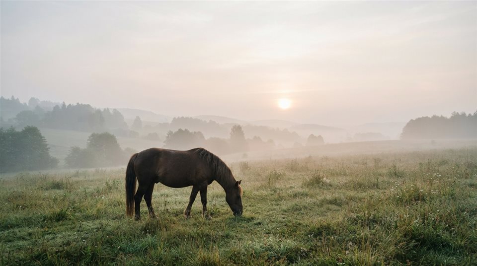 Photorealistic photo of horse in a meadow, wide shot with open space at the top for text, misty morning haze, dreamy, 16:9 aspect ratio