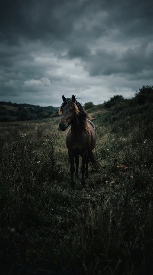 Cinematic film still of horse in a meadow, centered subject with a simple uncluttered composition, moody dark tones, dramatic lighting, 9:16 aspect ratio