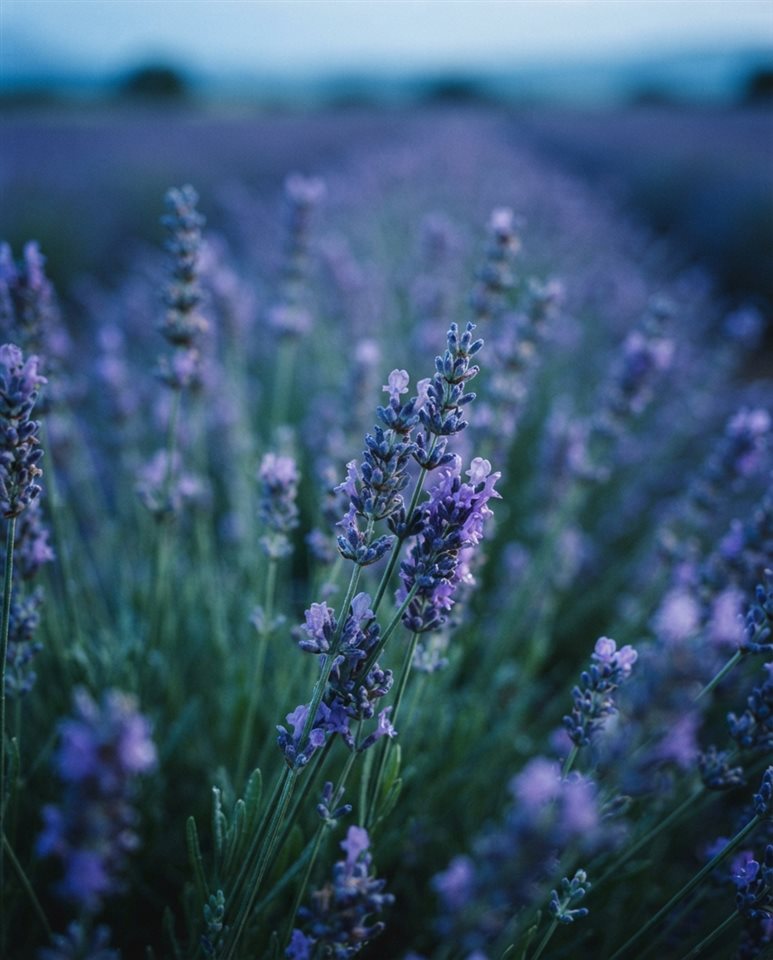 Cinematic film still of lavender field, close-up detail with shallow depth of field, cool blue tones, quiet atmosphere, 4:5 aspect ratio