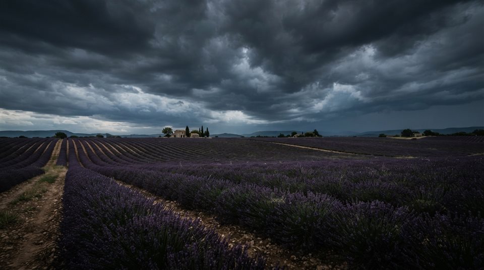 Photorealistic photo of lavender field, wide shot with open space at the top for text, moody dark tones, dramatic lighting, 16:9 aspect ratio