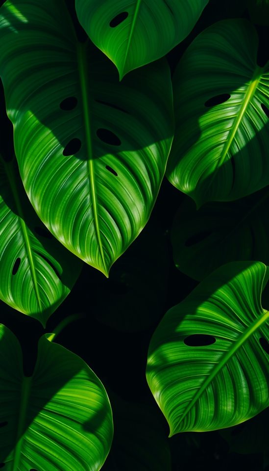 Photorealistic photo of Vibrant green monstera leaves with unique natural holes casting tropical shadows, high-angle view from above, moody dark tones, dramatic lighting, 9:16 aspect ratio