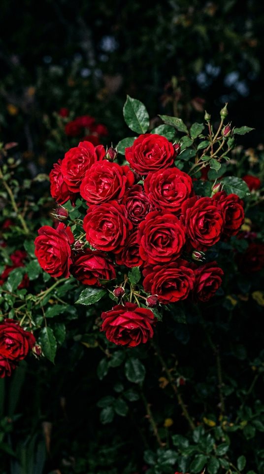 Fotograma de cine de rosas rojas, sujeto centrado con una composición simple y despejada, colores vivos, alto contraste, enérgico, relación de aspecto 9:16