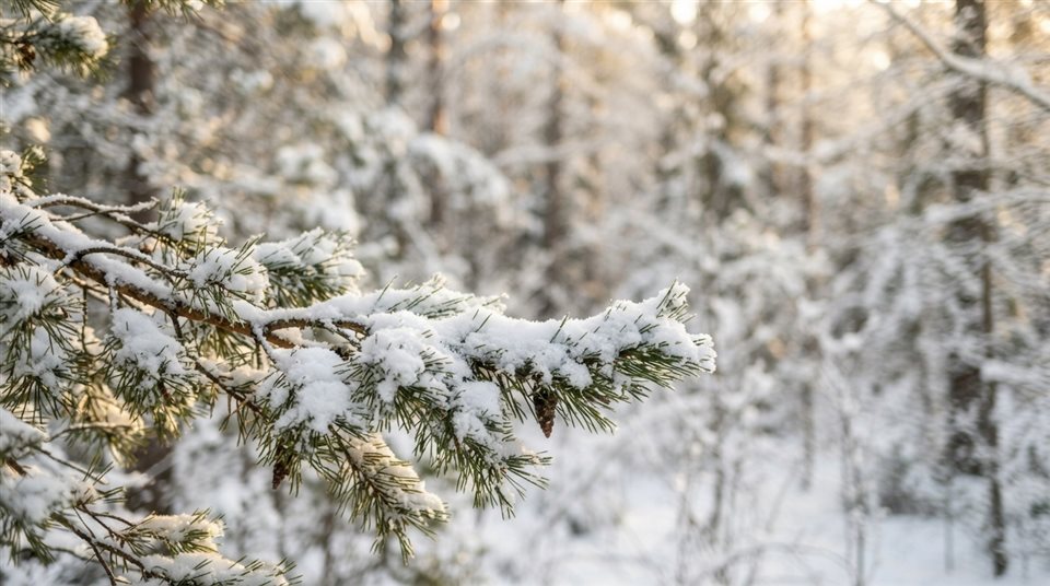 Photorealistic photo of A close-up of a pine branch heavily covered in fresh white snow against a softly blurred winter forest background, eye-level view, plenty of empty space on top for text or UI elements, clean and cozy winter atmosphere, 16:9 aspect ratio, close-up detail with shallow depth of field, warm golden light, calm mood, 16:9 aspect ratio