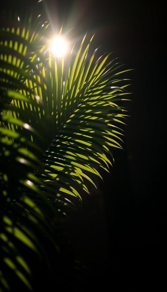 Photorealistic photo of Sunlight filtering through lush green tropical palm leaves casting shadows on a wall, close-up detail with shallow depth of field, moody dark tones, dramatic lighting, 9:16 aspect ratio