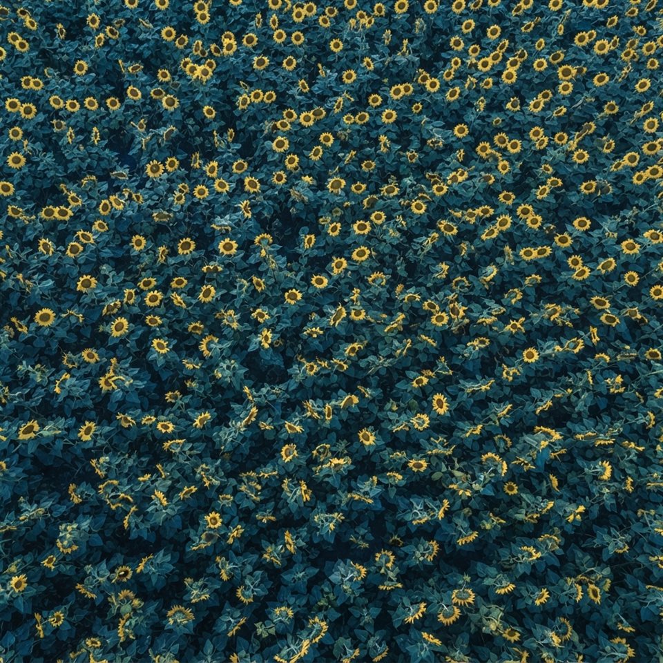 Photorealistic photo of sunflowers, high-angle view from above, cool blue tones, quiet atmosphere, 1:1 aspect ratio
