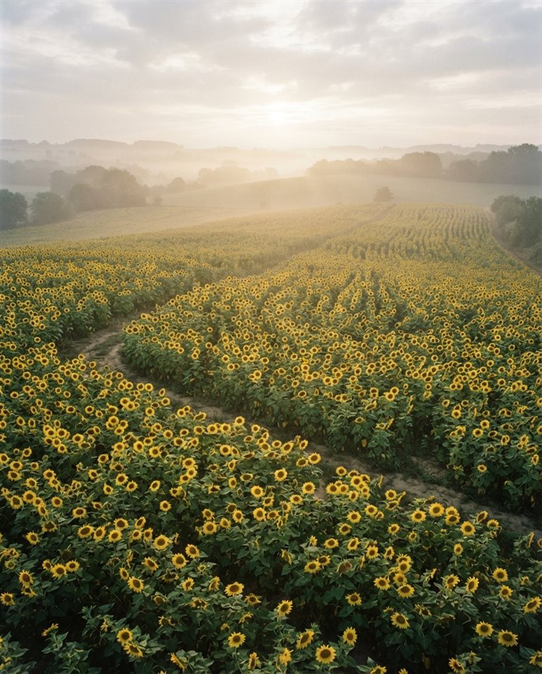 Cinematic film still of sunflowers, high-angle view from above, misty morning haze, dreamy, 4:5 aspect ratio