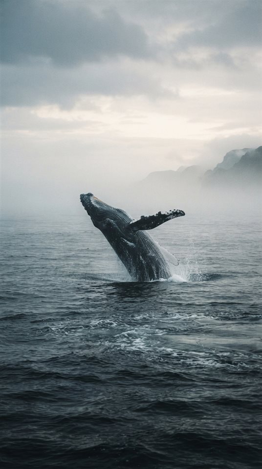 Cinematic film still of whale in the ocean, centered subject with a simple uncluttered composition, misty morning haze, dreamy, 9:16 aspect ratio
