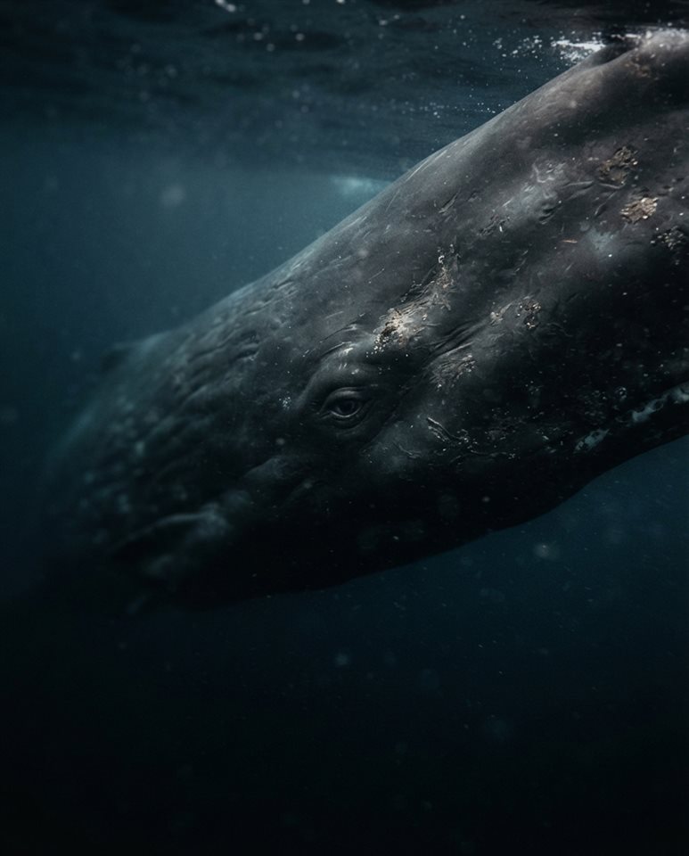 Cinematic film still of whale in the ocean, close-up detail with shallow depth of field, moody dark tones, dramatic lighting, 4:5 aspect ratio
