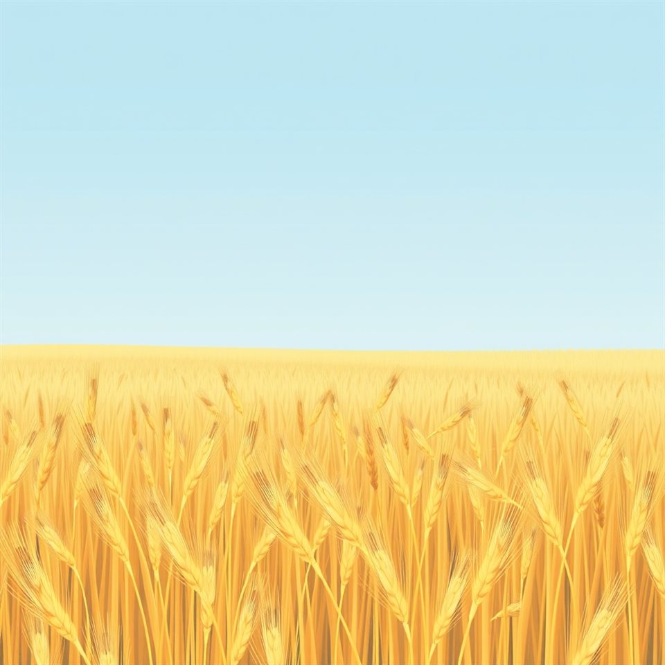 Minimal flat illustration of Golden wheat stalks swaying gently together in a vast countryside field under a clear sky, high-angle view from above, soft pastel colors, bright and cozy, 1:1 aspect ratio