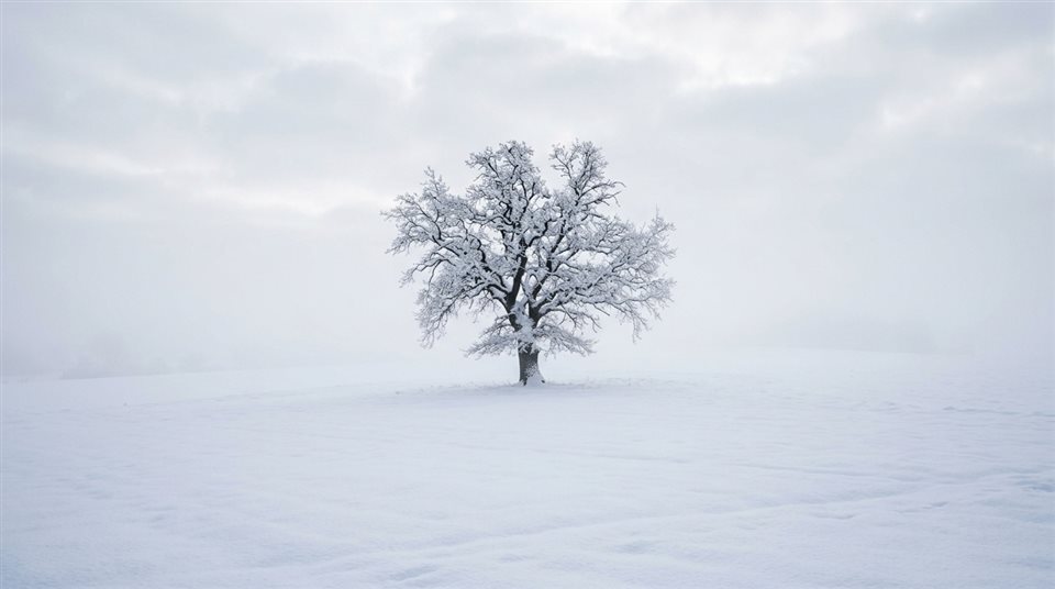 Foto fotorrealista de paisagem invernal nevada, assunto centralizado com composição simples e sem distrações, névoa matinal, sonhado, proporção 16:9