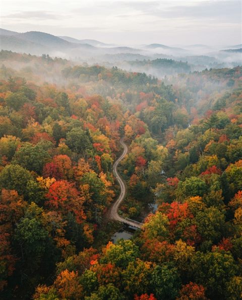 Cinematic film still of autumn trees with red and orange leaves, high-angle view from above, misty morning haze, dreamy, 4:5 aspect ratio