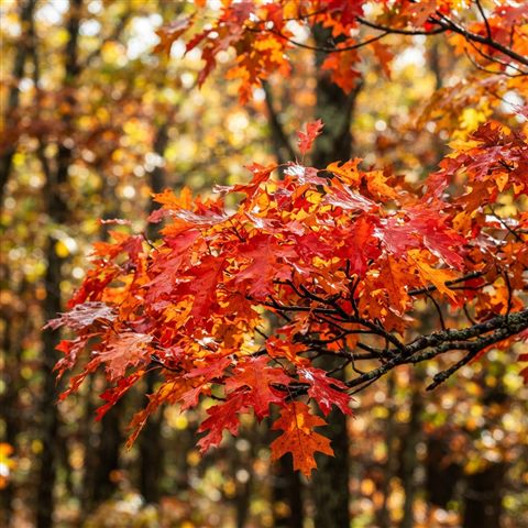 Photorealistic photo of autumn trees with red and orange leaves, close-up detail with shallow depth of field, vivid colors, high contrast, energetic, 1:1 aspect ratio