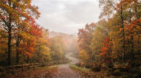 Photorealistic photo of autumn trees with red and orange leaves, wide shot with open space at the top for text, misty morning haze, dreamy, 16:9 aspect ratio