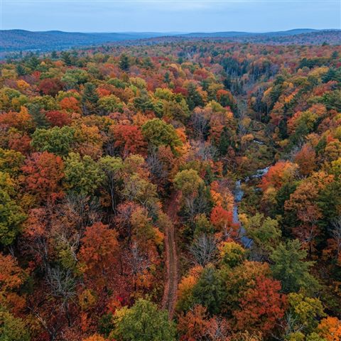 Photorealistic photo of autumn trees with red and orange leaves, high-angle view from above, cool blue tones, quiet atmosphere, 1:1 aspect ratio