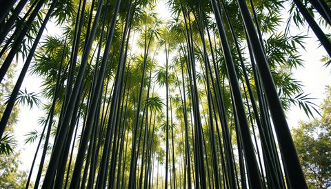 Cinematic film still of Tall, straight green bamboo stalks reaching upward, creating a peaceful and natural canopy with filtered sunlight., centered subject with a simple uncluttered composition, vivid colors, high contrast, energetic, 16:9 aspect ratio