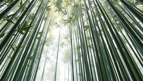 Soft 3D render of Tall, straight green bamboo stalks reaching upward, creating a peaceful and natural canopy with filtered sunlight., high-angle view from above, misty morning haze, dreamy, 16:9 aspect ratio