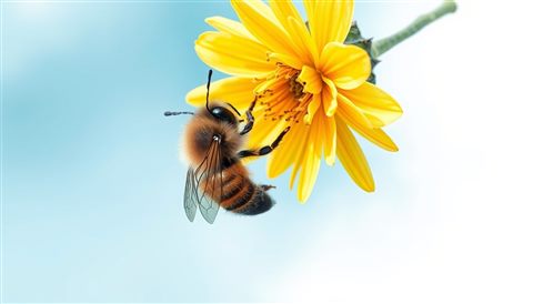 Watercolor illustration of A close-up of a fuzzy honeybee collecting nectar on a bright yellow flower, wide shot with open space at the top for text, cool blue tones, quiet atmosphere, 16:9 aspect ratio