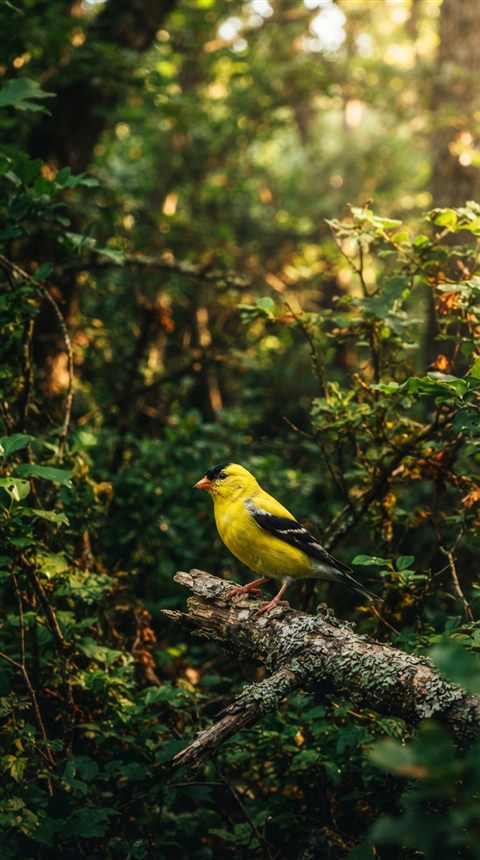 Cinematic film still of small bird on a branch, wide shot with open space at the top for text, vivid colors, high contrast, energetic, 9:16 aspect ratio