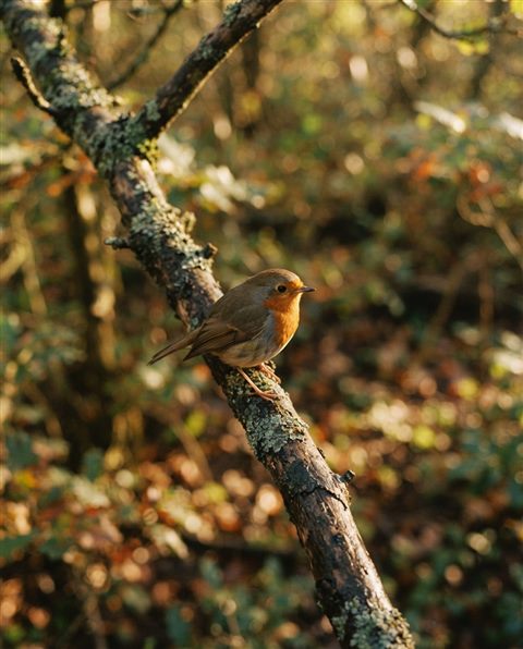 Cinematic film still of small bird on a branch, high-angle view from above, warm golden light, calm mood, 4:5 aspect ratio