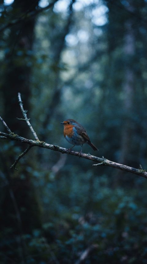 Cinematic film still of small bird on a branch, centered subject with a simple uncluttered composition, cool blue tones, quiet atmosphere, 9:16 aspect ratio