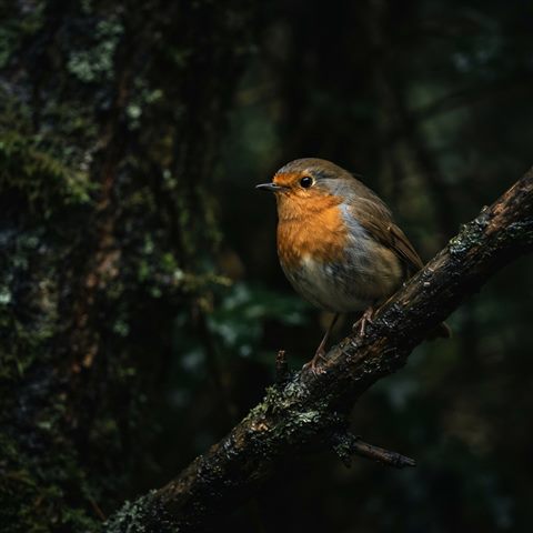 Photorealistic photo of small bird on a branch, close-up detail with shallow depth of field, moody dark tones, dramatic lighting, 1:1 aspect ratio