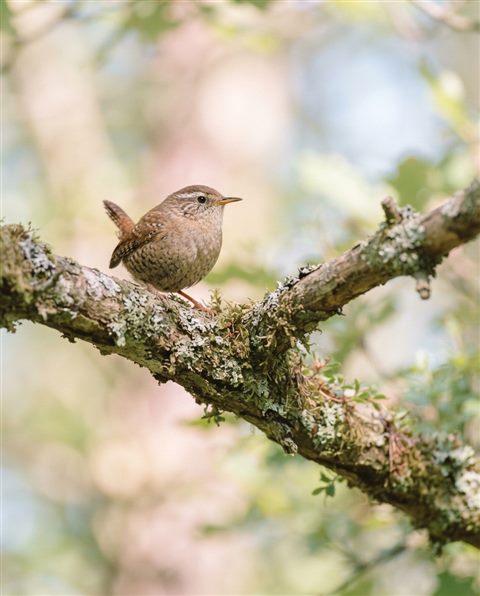Cinematic film still of small bird on a branch, close-up detail with shallow depth of field, soft pastel colors, bright and cozy, 4:5 aspect ratio
