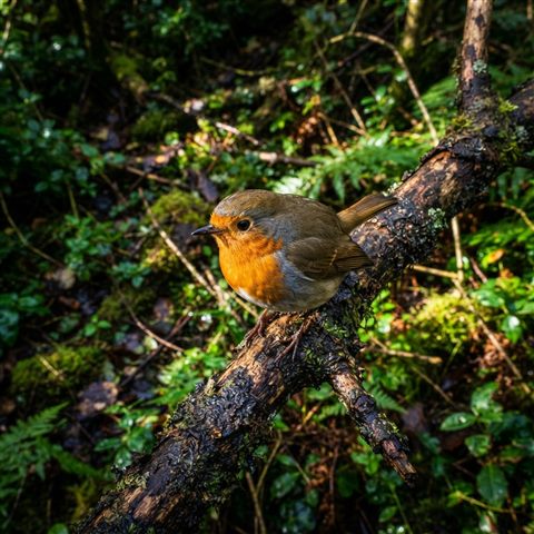 Photorealistic photo of small bird on a branch, high-angle view from above, vivid colors, high contrast, energetic, 1:1 aspect ratio