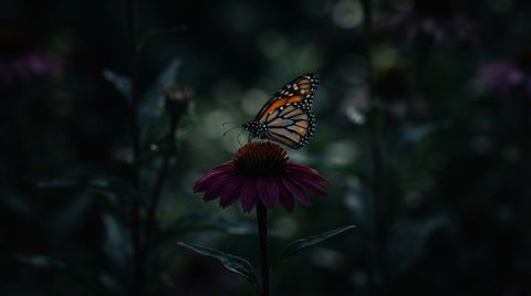 Photorealistic photo of butterfly on a flower, centered subject with a simple uncluttered composition, moody dark tones, dramatic lighting, 16:9 aspect ratio
