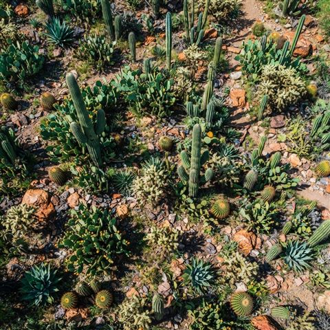 Photorealistic photo of cactus plants, high-angle view from above, vivid colors, high contrast, energetic, 1:1 aspect ratio