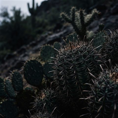Photorealistic photo of cactus plants, close-up detail with shallow depth of field, moody dark tones, dramatic lighting, 1:1 aspect ratio
