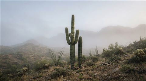 Photorealistic photo of cactus plants, centered subject with a simple uncluttered composition, misty morning haze, dreamy, 16:9 aspect ratio