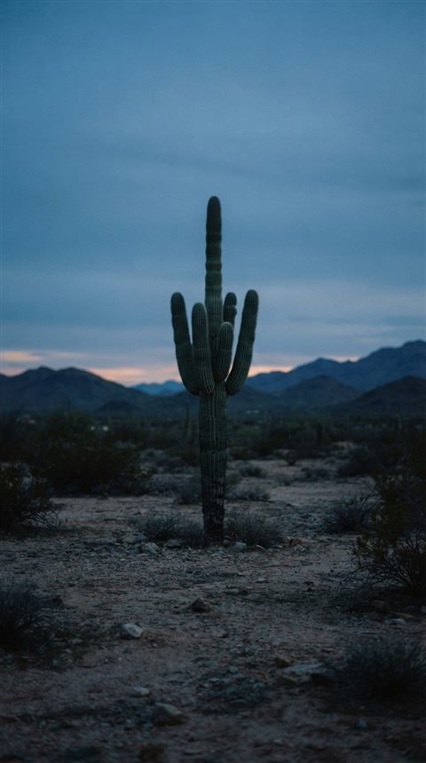 Cinematic film still of cactus plants, centered subject with a simple uncluttered composition, cool blue tones, quiet atmosphere, 9:16 aspect ratio