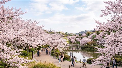 Photorealistic photo of cherry blossom trees in full bloom, wide shot with open space at the top for text, soft pastel colors, bright and cozy, 16:9 aspect ratio