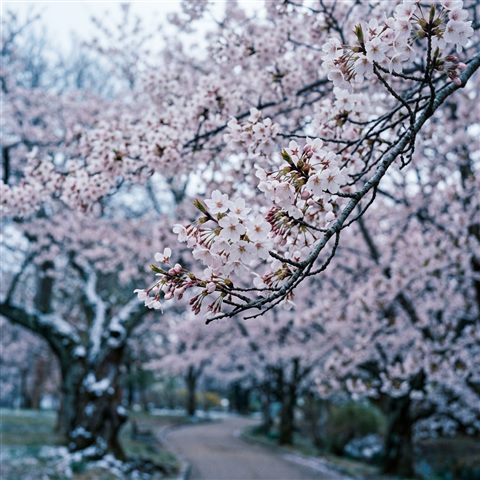 Photorealistic photo of cherry blossom trees in full bloom, close-up detail with shallow depth of field, cool blue tones, quiet atmosphere, 1:1 aspect ratio