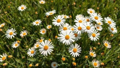 Minimal flat illustration of A cluster of white daisies blooming vibrantly in a sunlit meadow, high-angle view from above, soft pastel colors, bright and cozy, 16:9 aspect ratio