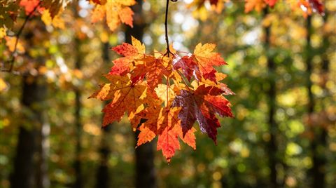 Photorealistic photo of colorful maple leaves, centered subject with a simple uncluttered composition, vivid colors, high contrast, energetic, 16:9 aspect ratio