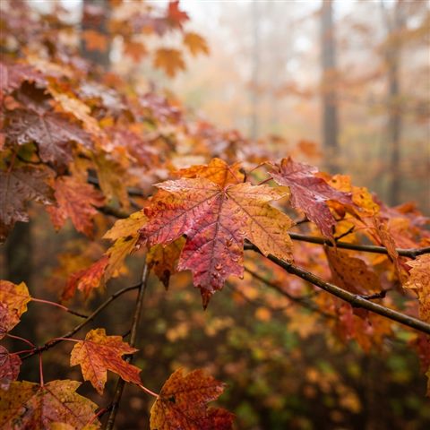 Photorealistic photo of colorful maple leaves, close-up detail with shallow depth of field, misty morning haze, dreamy, 1:1 aspect ratio