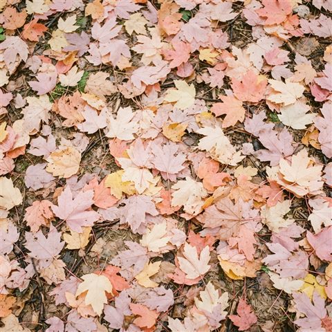 Photorealistic photo of colorful maple leaves, high-angle view from above, soft pastel colors, bright and cozy, 1:1 aspect ratio