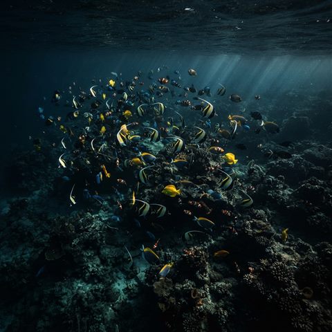 Photorealistic photo of tropical fish in clear water, high-angle view from above, moody dark tones, dramatic lighting, 1:1 aspect ratio