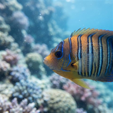Photorealistic photo of tropical fish in clear water, close-up detail with shallow depth of field, cool blue tones, quiet atmosphere, 1:1 aspect ratio