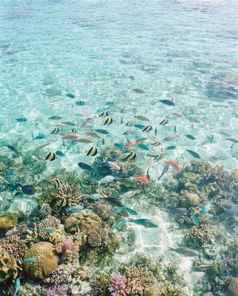 Cinematic film still of tropical fish in clear water, high-angle view from above, soft pastel colors, bright and cozy, 4:5 aspect ratio