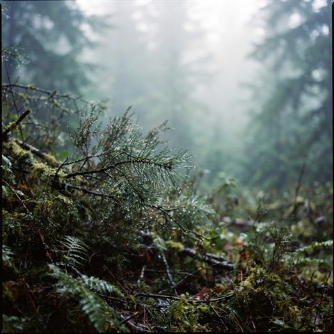 Photorealistic photo of foggy landscape, close-up detail with shallow depth of field, misty morning haze, dreamy, 1:1 aspect ratio
