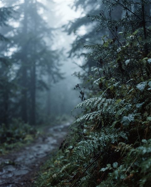 Cinematic film still of foggy landscape, close-up detail with shallow depth of field, cool blue tones, quiet atmosphere, 4:5 aspect ratio