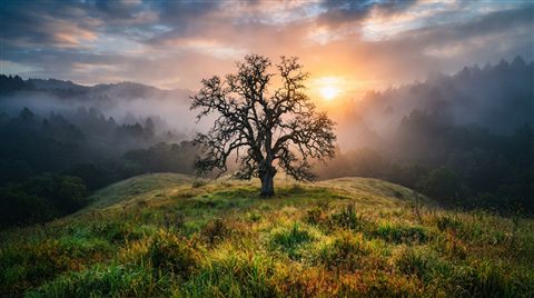 Photorealistic photo of foggy landscape, centered subject with a simple uncluttered composition, vivid colors, high contrast, energetic, 16:9 aspect ratio