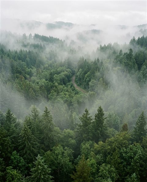 Cinematic film still of dense green forest, high-angle view from above, misty morning haze, dreamy, 4:5 aspect ratio