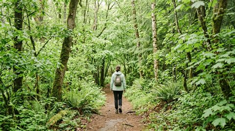 Photorealistic photo of dense green forest, centered subject with a simple uncluttered composition, soft pastel colors, bright and cozy, 16:9 aspect ratio