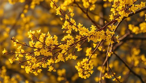 Photorealistic photo of Bright yellow spring bell-like flowers blooming densely on slender branches against a soft blurred background., high-angle view from above, warm golden light, calm mood, 16:9 aspect ratio